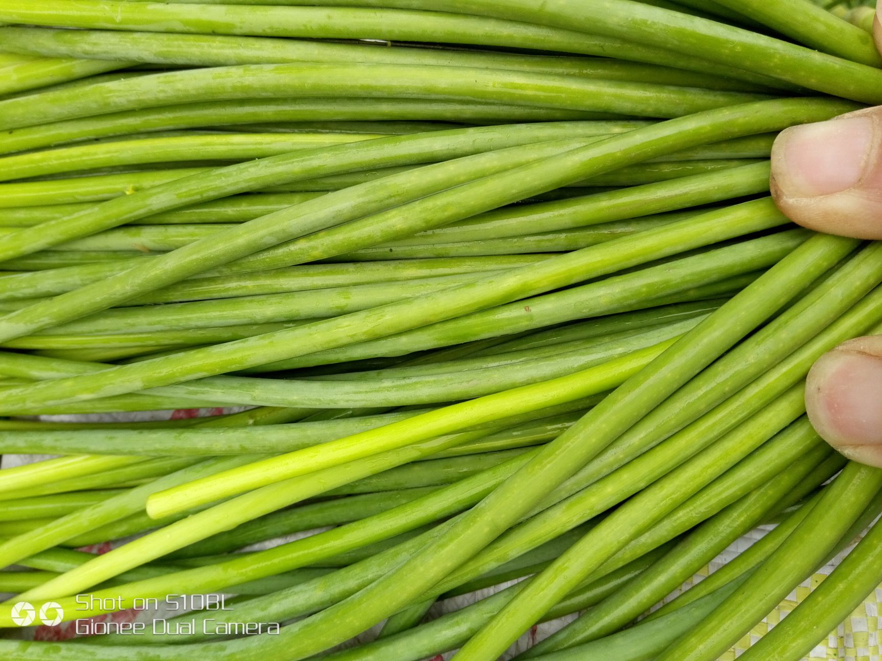 红帽蒜薹 苔条长无色班