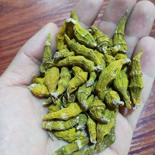 勐腊县金石斛  虎牙石斛
