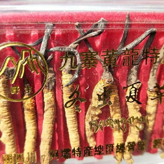 松潘县 冬虫夏草