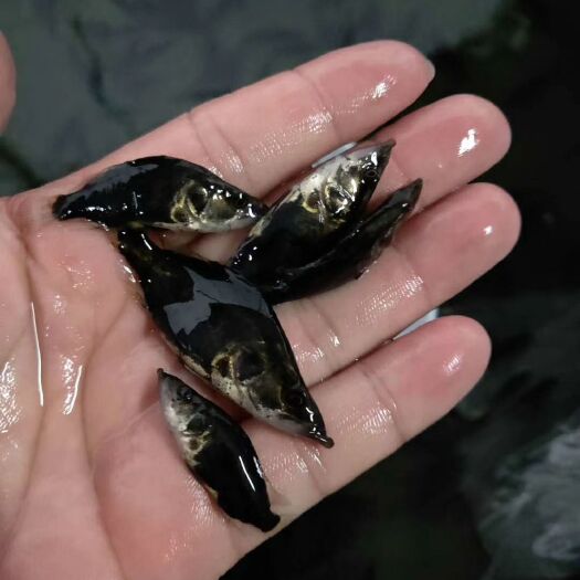 博罗县桂鱼苗   桂花鱼苗