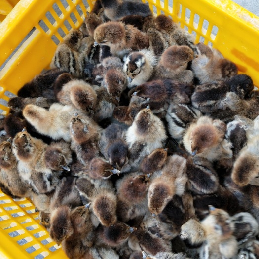 南宁乌骨鸡苗 120出栏可以养到9斤左右，包打疫苗包运费包技术指导