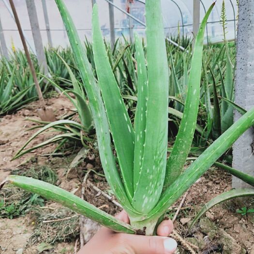 成武县 库拉索芦荟小苗搬家开始