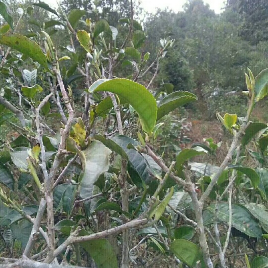 凤庆县 2019年凤庆海拔1800多米高山天然绿茶春茶