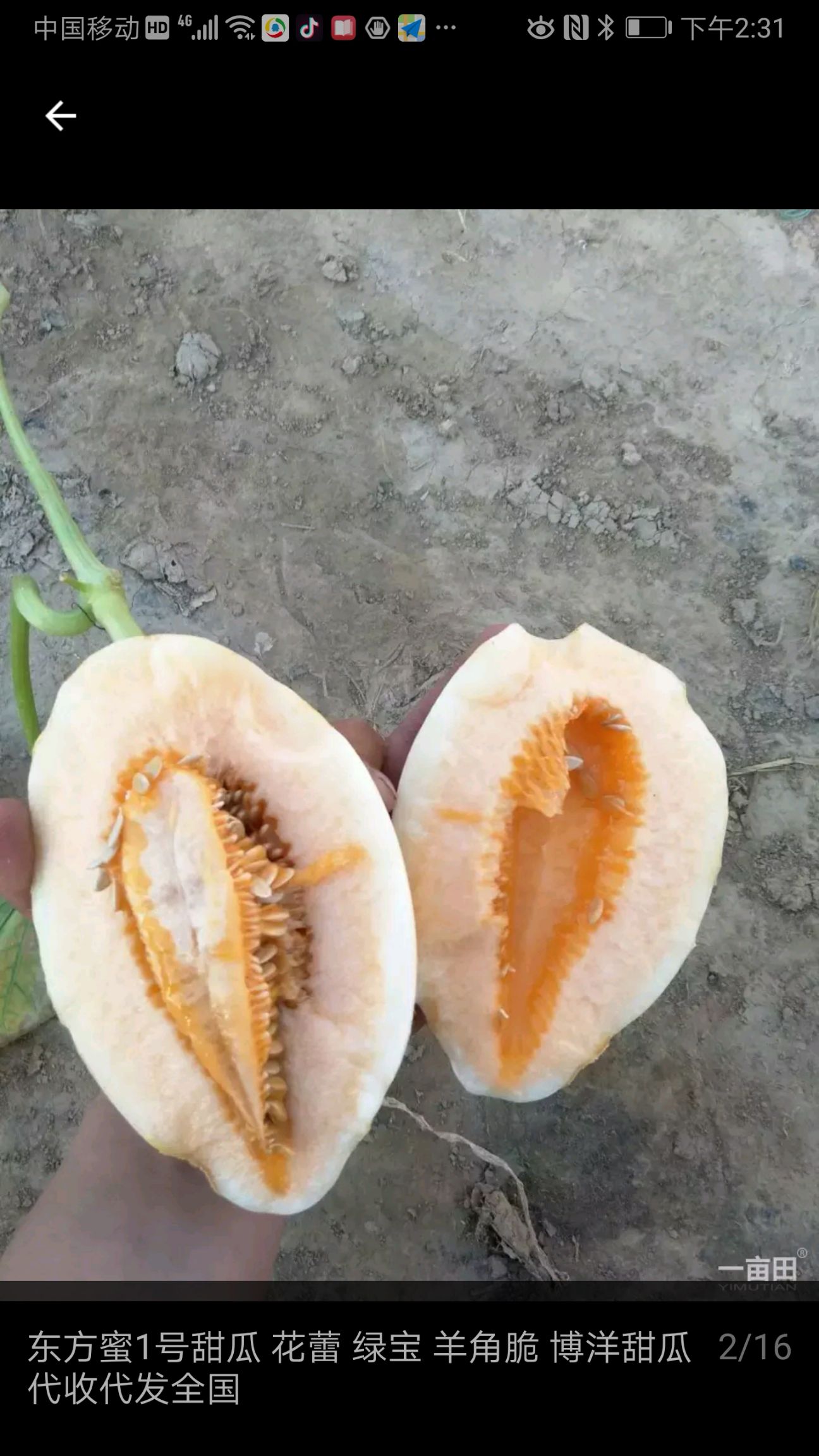  景甜一号甜瓜大量上市