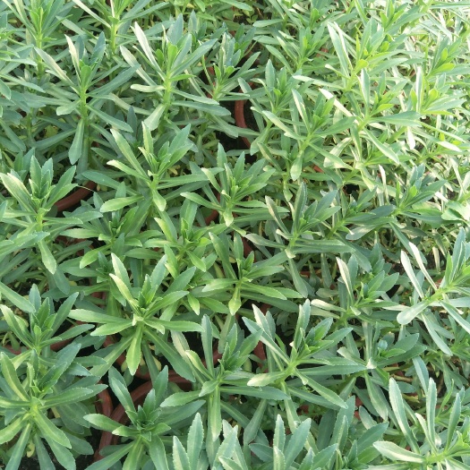 灯塔市宽叶费菜 养心菜