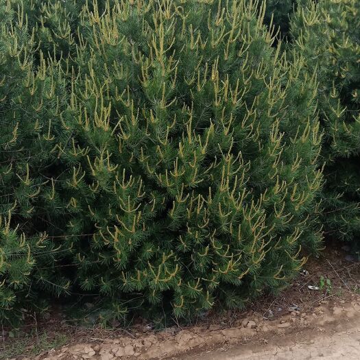 蓝田县蓝田白皮松 自家苗圃