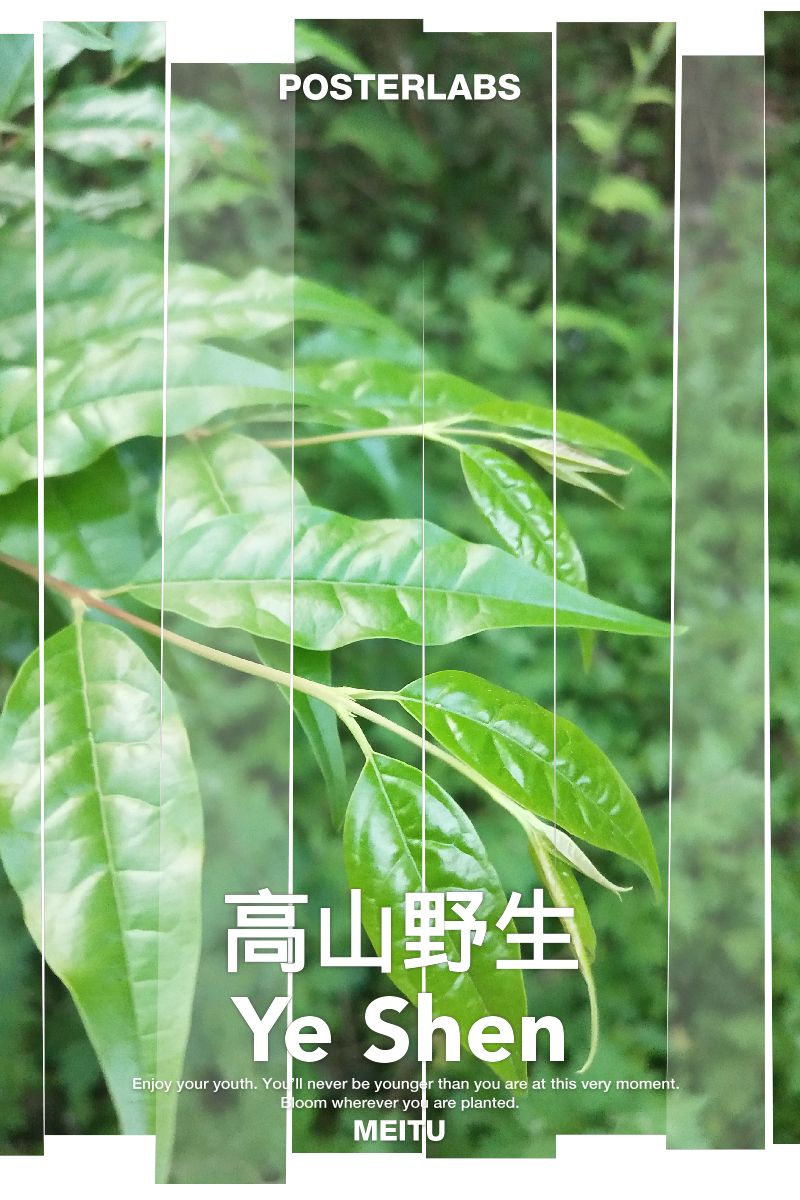 2024余庆小叶苦丁茶 小叶苦丁袋泡茶 一件代发电商专用通道