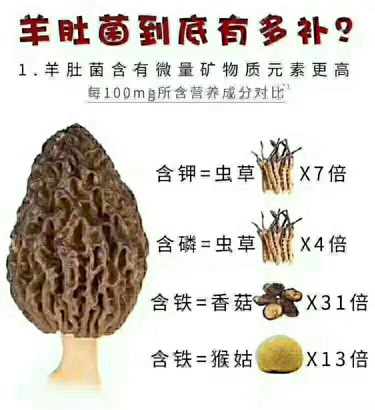 羊肚菌 高档食材，营业丰富，口感鲜美。