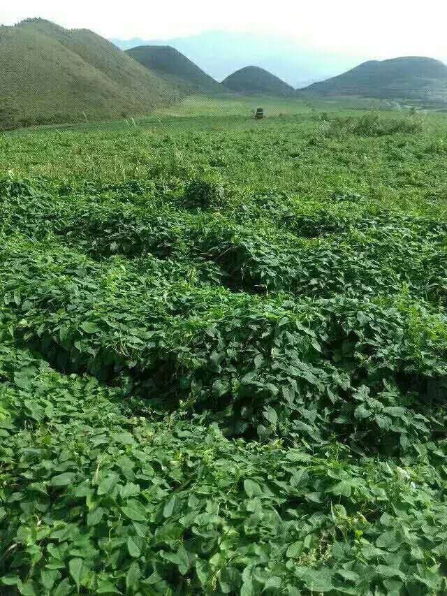 何首乌种子 何首乌苗