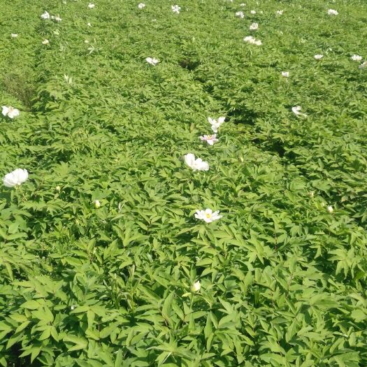 富平县 油用牡丹苗