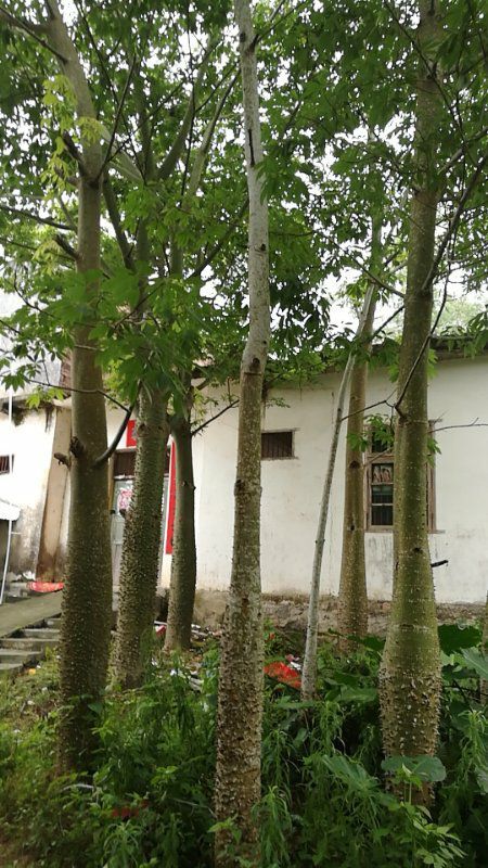 陆川县 出售大腹木棉20至40公分