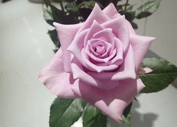 昆明玫瑰苗  丰花月季，大花月季，卡罗拉，黄色