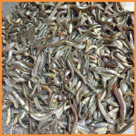 重庆市 大鳞副泥鳅苗，真泥鳅苗