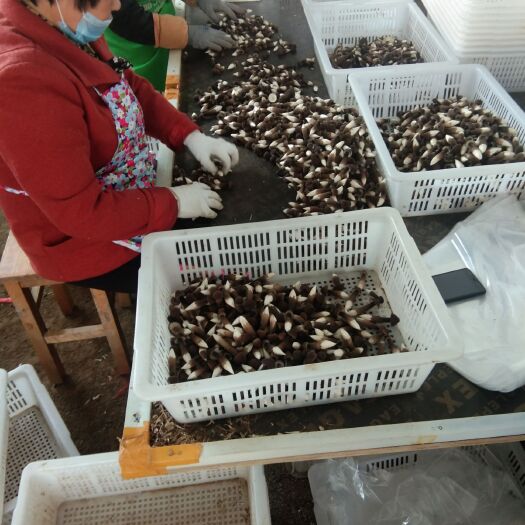 枣庄鸡枞菇 一级黑鸡枞