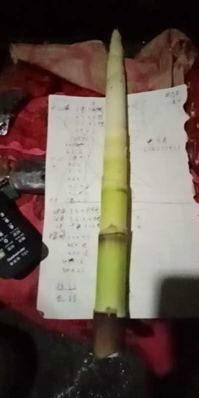 松桃县 有需要竹笋的，可以联系我，