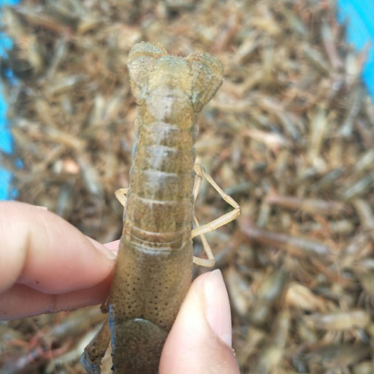 沭阳县 常年出售虾苗种虾
