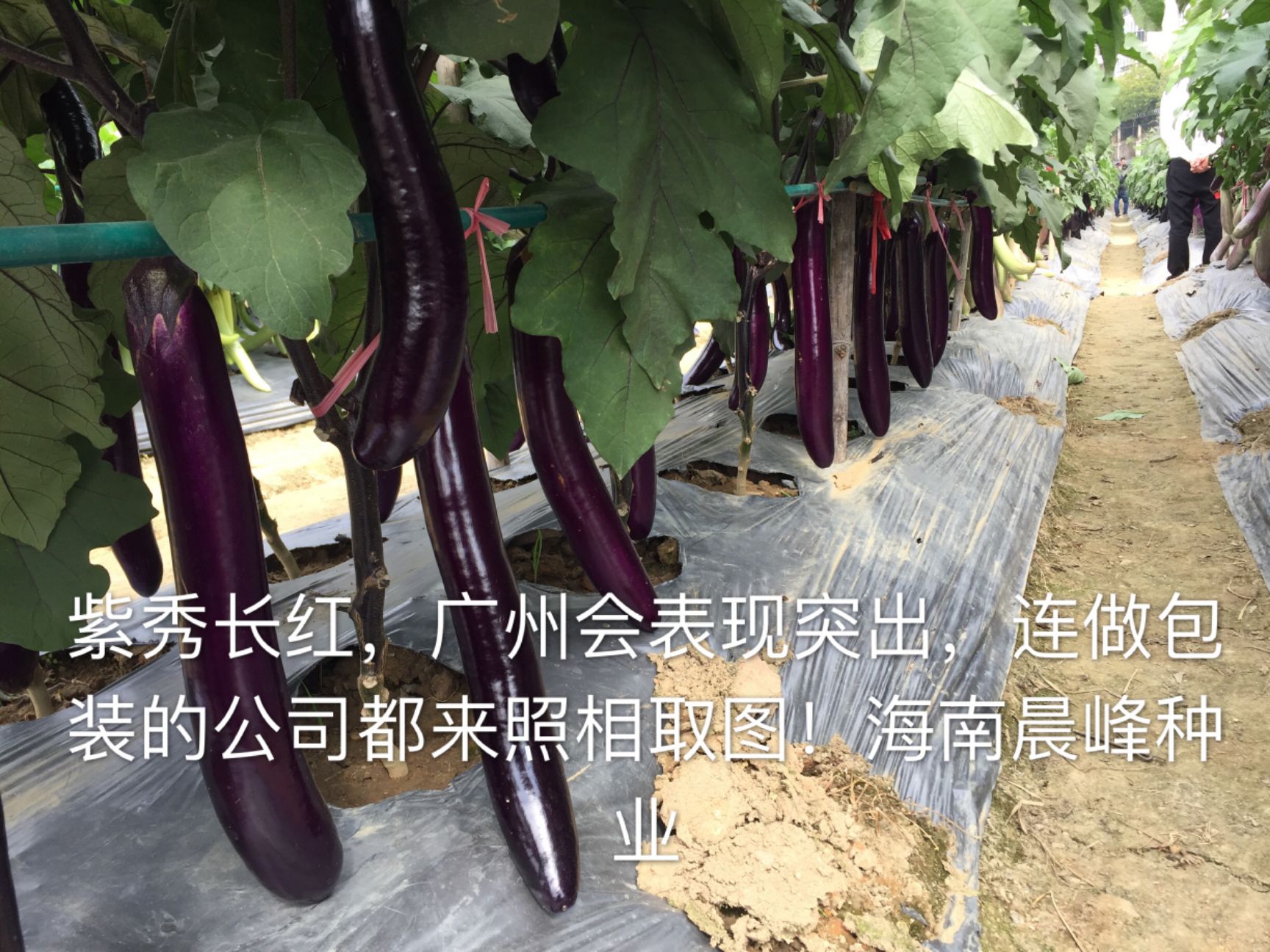   㳤졪Ϻ쳤ѣֱ