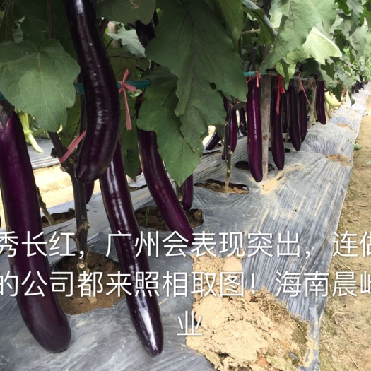 茄子种子  紫秀长红—紫红长茄，厂家直销