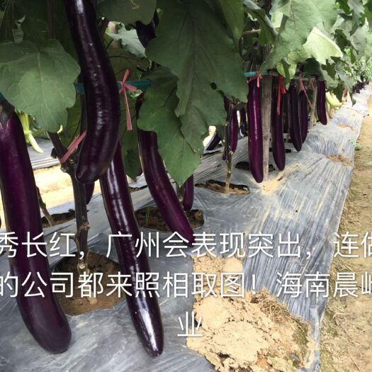 海口茄子种子  紫秀长红—紫红长茄，厂家直销
