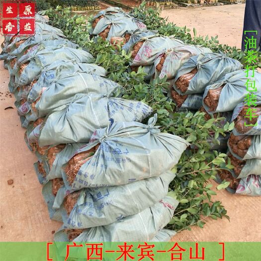 合山市 油茶苗 油茶嫁接苗 基地直供