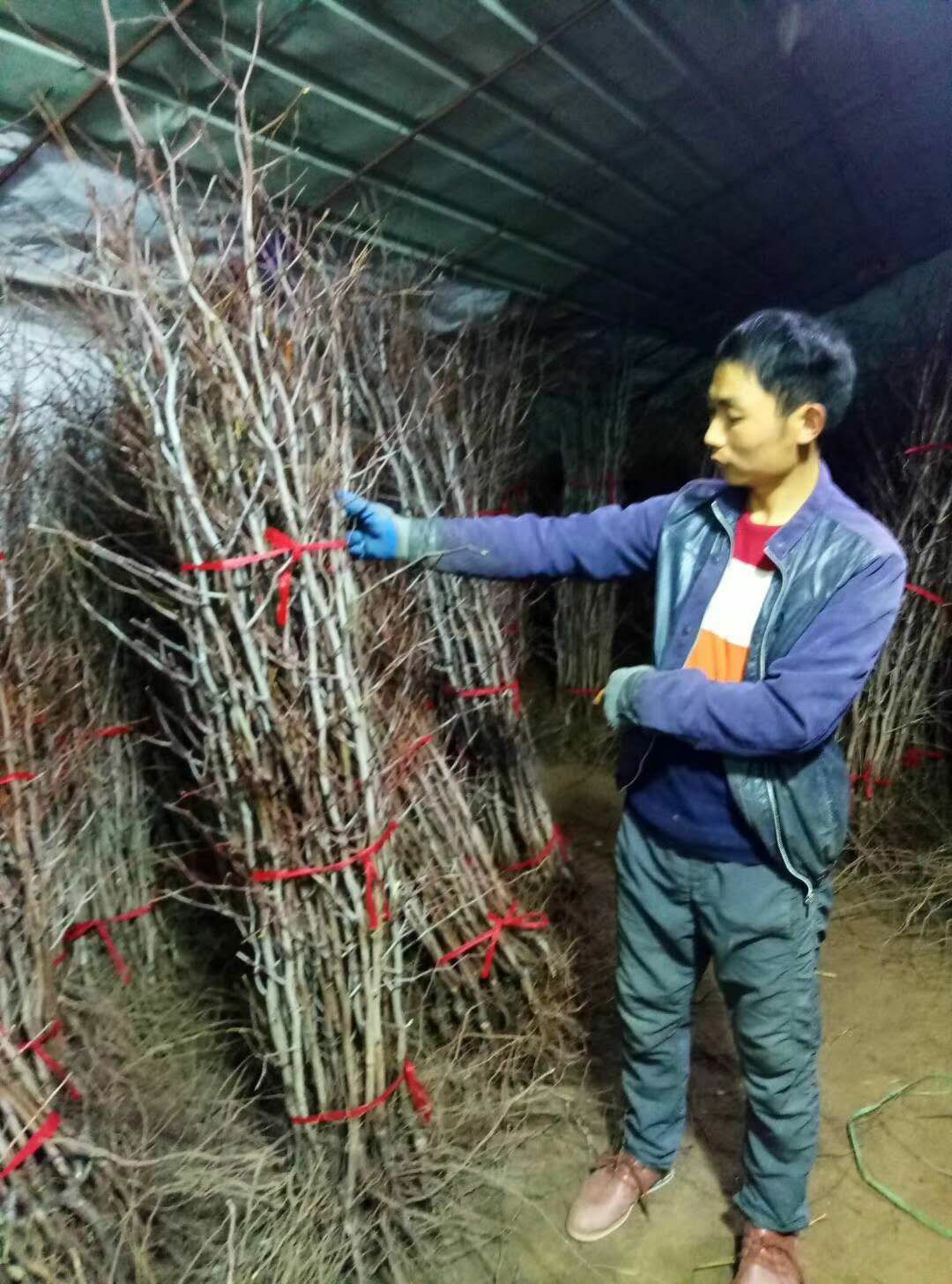  枣树苗 冬枣树苗 灰枣苗 大枣苗