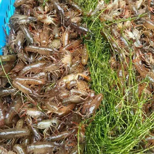 沭阳县 虾苗，种苗繁育基地
