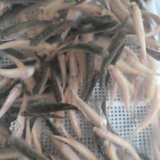 眉山 虹鳟鱼苗金鳟鱼批发