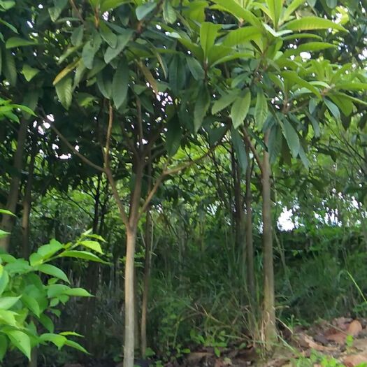 瓮安县茂木枇杷树苗 枇杷树，五到七公分的大量有货，需要改品种。