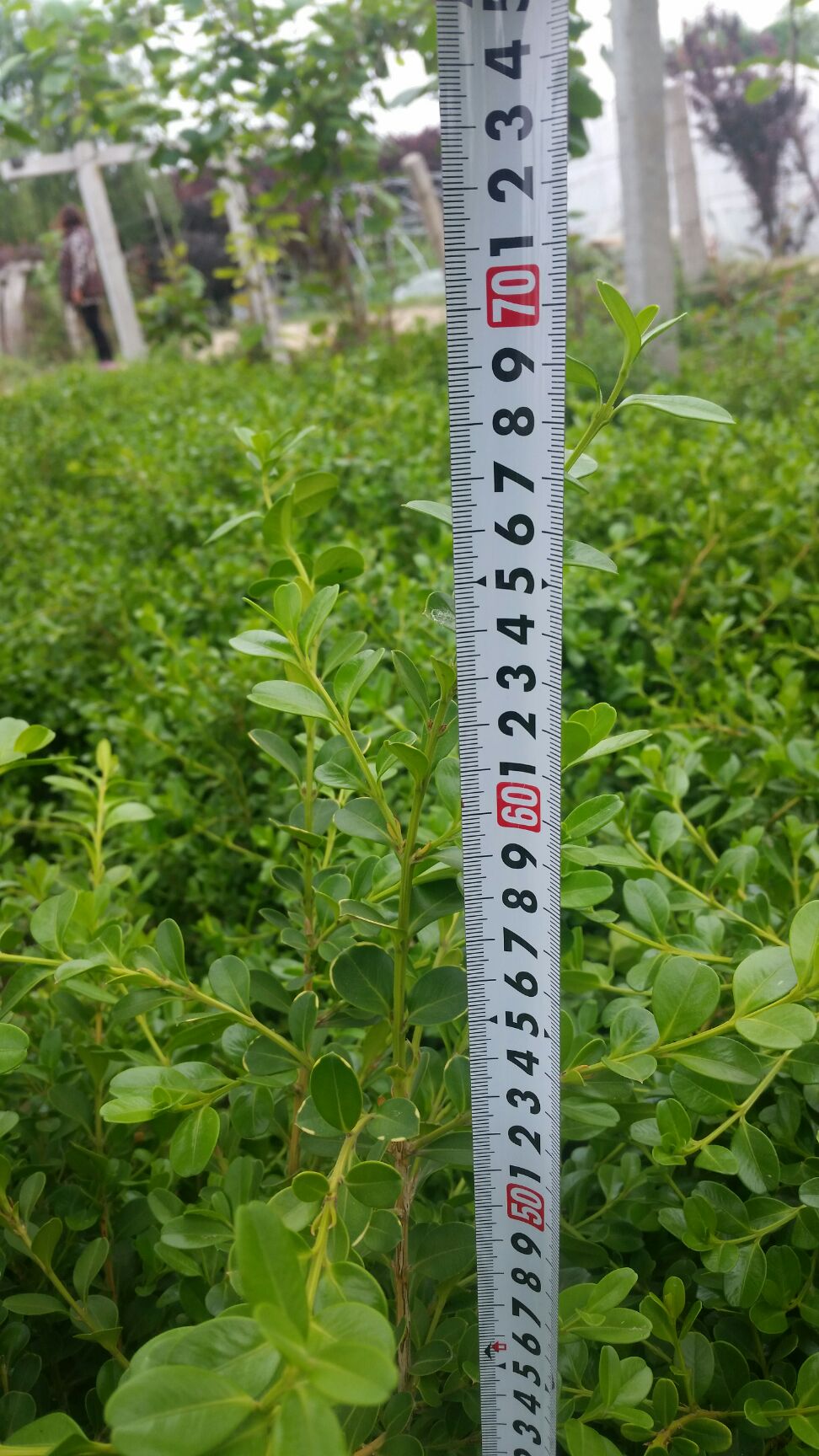  大田小叶黄杨，二年生，高60至70cm