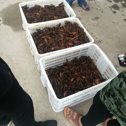 沅江市 小龙虾