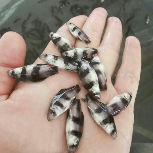 清远 鳜鱼苗批发，桂花鱼苗批发