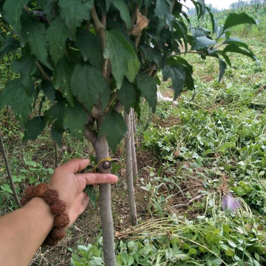 泰安 2到6公分木槿，量大从优。欢迎实地考察。