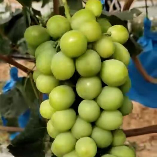 昆明 香印青提，现货采摘