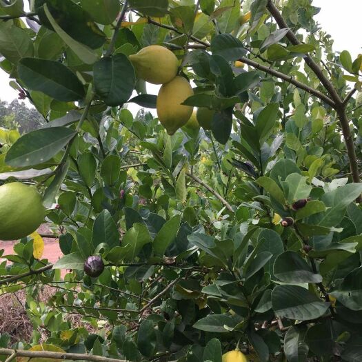 东源县 自家农场种植的香柠檬，量大从优！