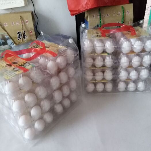 沈丘县信鸽蛋 新鲜白鸽蛋