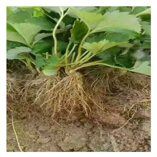 泰安章姬草莓苗 20~30公分 地栽苗