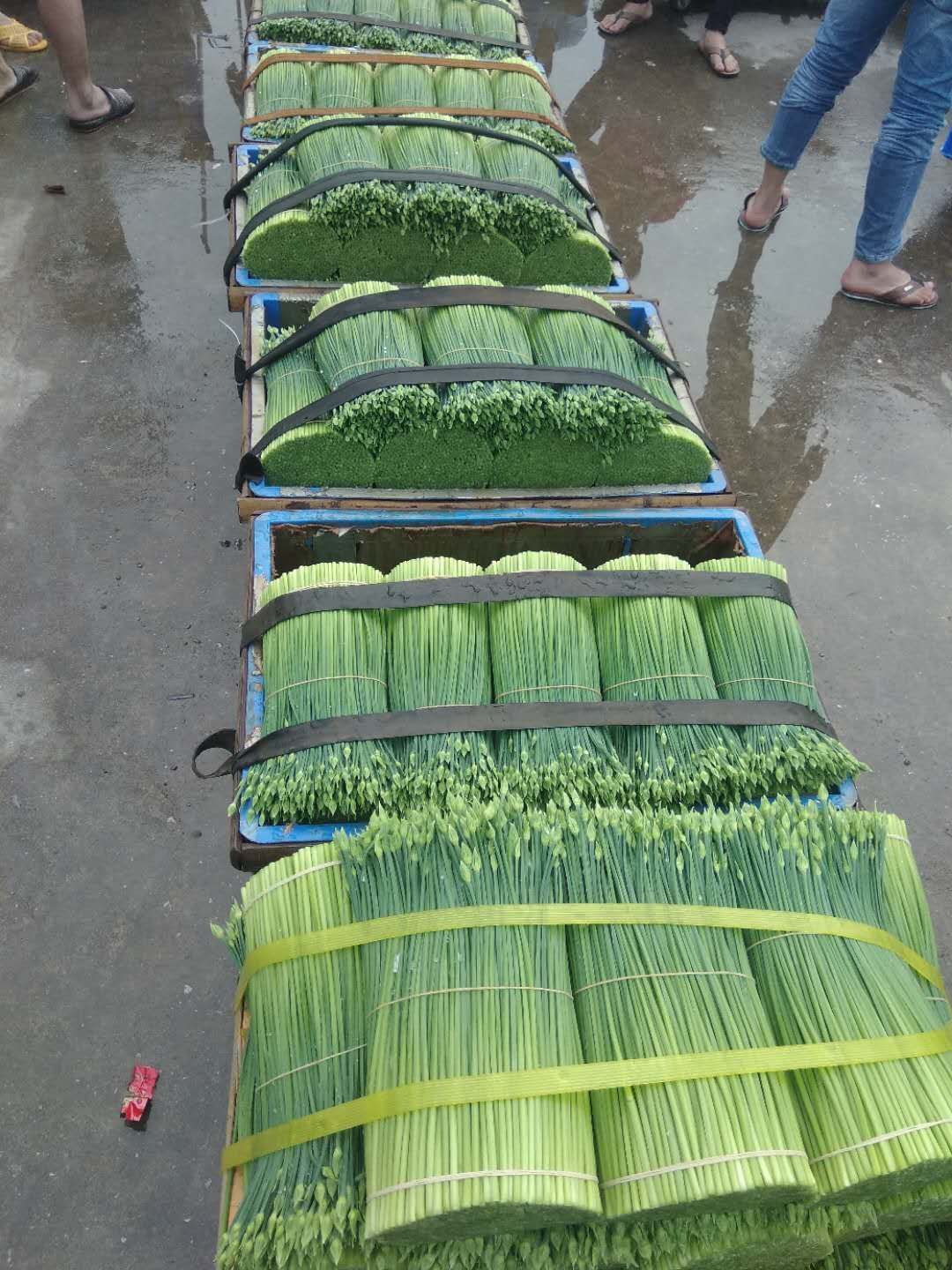  四季低价供应本地精品韭菜花韭苔