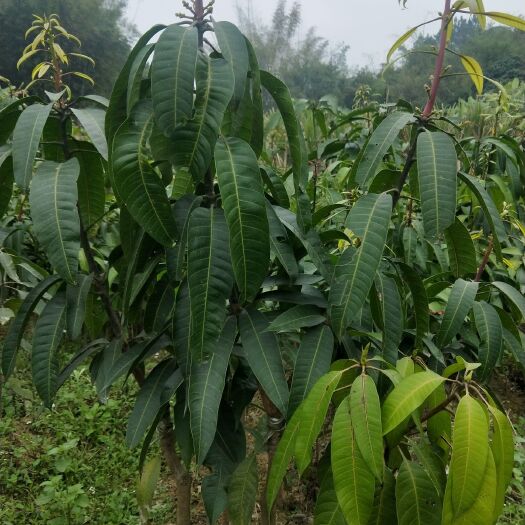 灵山县 芒果树苗金煌芒果苗台农桂七四季芒红贵妃凯特澳芒嫁接苗地栽盆