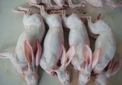 桂林兔肉类 冷冻
