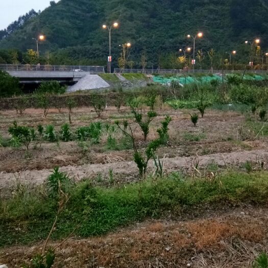 张家界水田 本人有五到八亩田地出租懷合作，在张家界武陵山大道旁边寻有缘人
