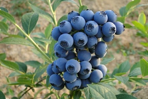 泰安 兔眼蓝莓苗，适合南方种植的蓝莓苗