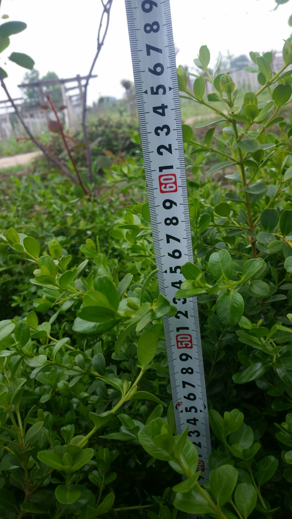  大田小叶黄杨，二年生，高60至70cm