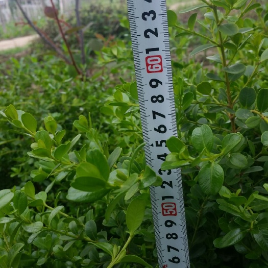 周至县 大田小叶黄杨，二年生，高60至70cm