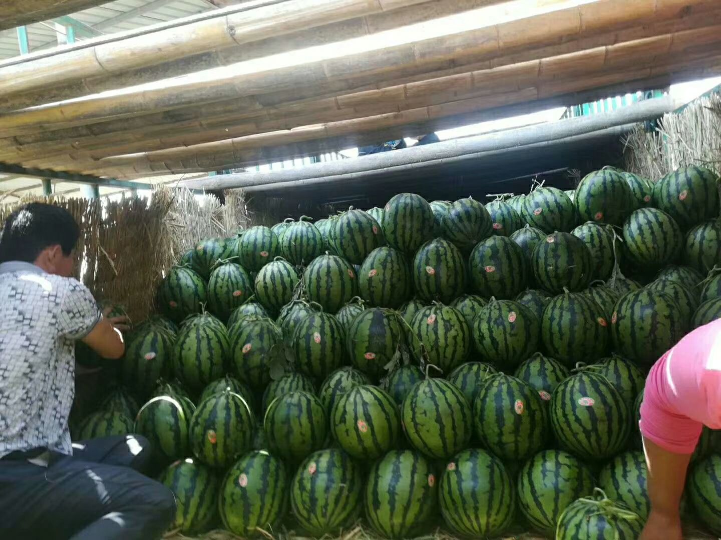京欣西瓜、甜王西瓜、金诚五西瓜、早冠农西瓜、黑皮无籽西瓜