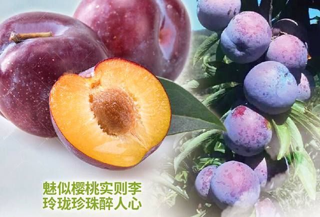 天峨县 天峨龙滩珍珠李，7月上市预定的来