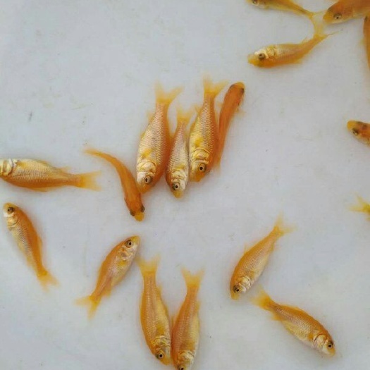 清远 金鲤鱼苗批发，优质金鲤鱼