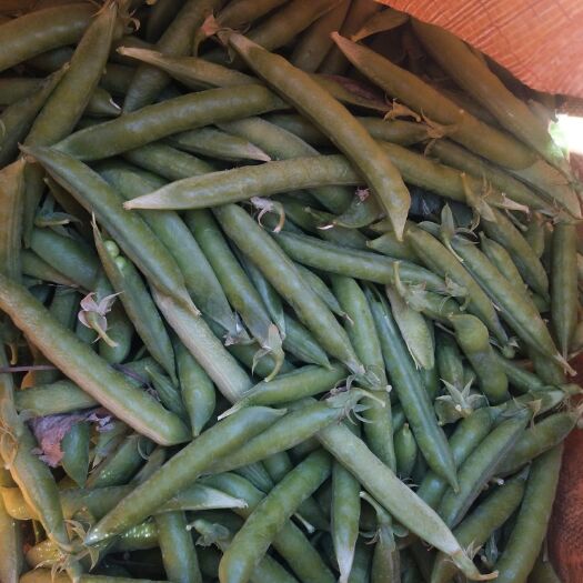 萧县 大量豌豆荚