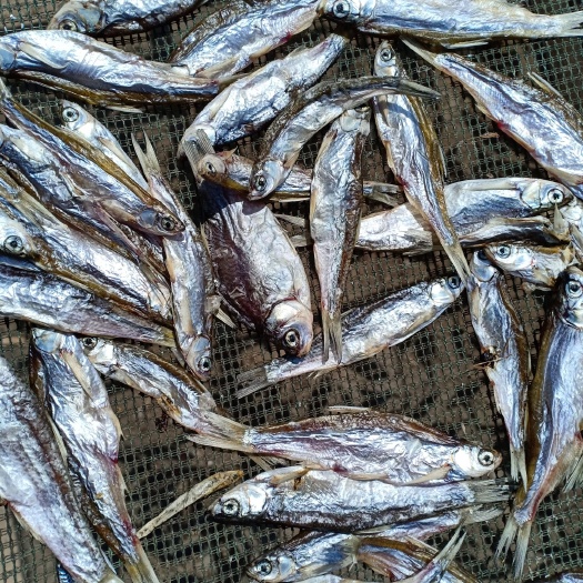 潍坊饲料鱼
