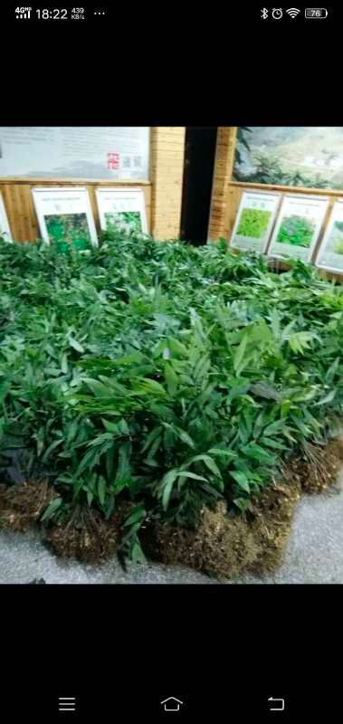 杭州黄精种苗 姜型多花黄精苗