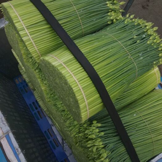 苔韭王  本地精品韭菜花韭苔